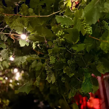 Winzergasthof Zum Kellerstuebchen Mehring (Rhineland-Palatinate)